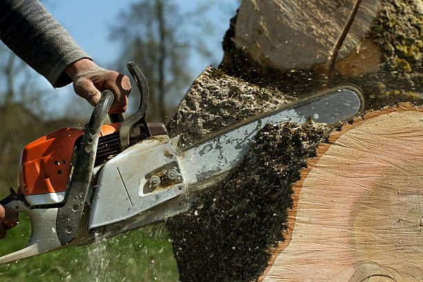 How Our Tree Care Process Works  in  Sound Beach, NY