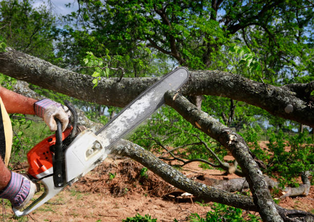 Trusted Sound Beach, NY  Tree Services Experts